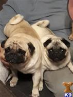 pug puppy posted by Jessica reynolds